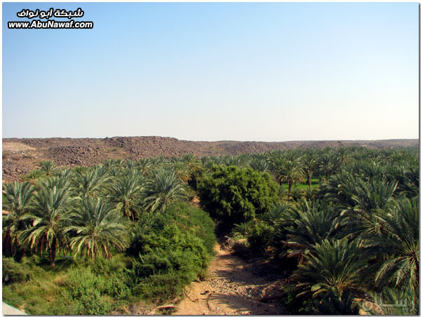 صور: رحلة عبر الكامل وخليص ‎( شمنصير، المرواني، عين ضرعاء وأعمدة البازلت، غار زبيدة)‎ Mk10587img6225