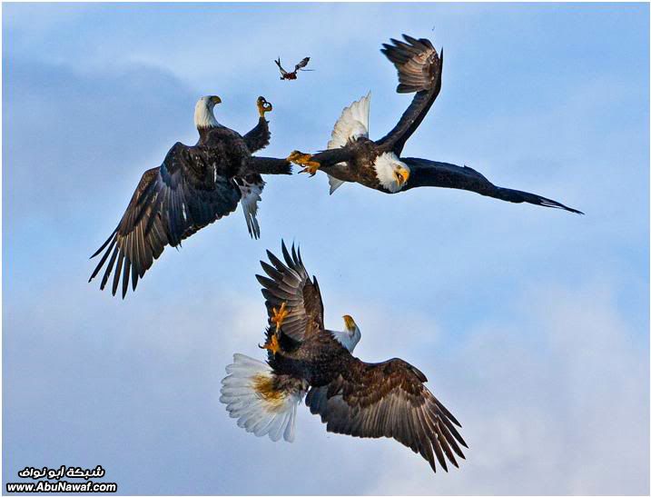 أفضل صوور لـ NATIONAL GEOGRAPHIC 28-2010