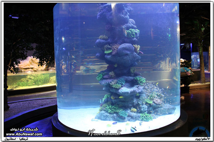 عالم تحت الماء -Aquarium - أكواريوم اسطنبول Aquarium33