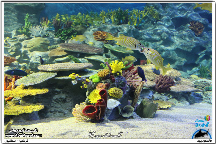 عالم تحت الماء -Aquarium - أكواريوم اسطنبول Aquarium49