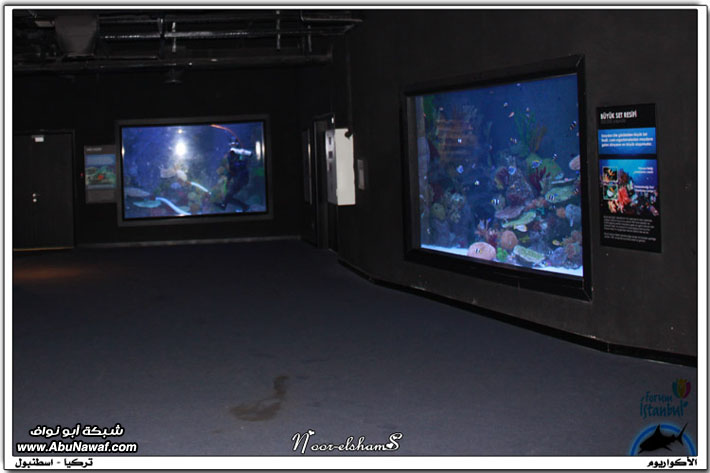 عالم تحت الماء -Aquarium - أكواريوم اسطنبول Aquarium51