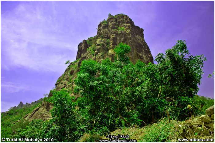 صور : لآخر غابة إستوائية في اليمن - محمية بُرَعْ الطبيعية Img6649r