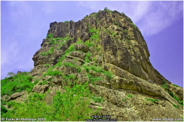 صور : لآخر غابة إستوائية في اليمن - محمية بُرَعْ الطبيعية Img6658
