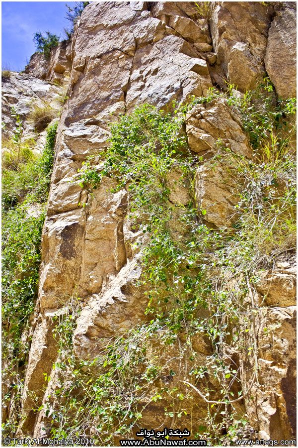 صور : لآخر غابة إستوائية في اليمن - محمية بُرَعْ الطبيعية Img6690b