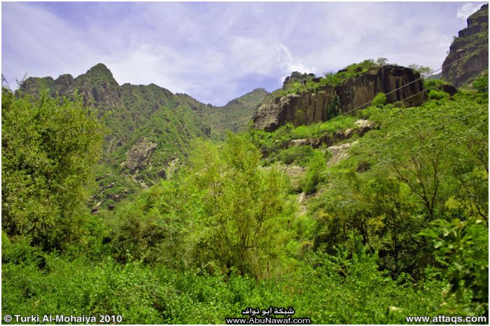 صور : لآخر غابة إستوائية في اليمن - محمية بُرَعْ الطبيعية Img6776p