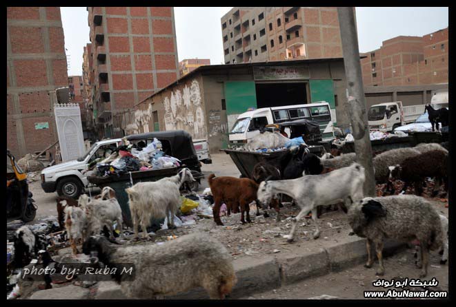 صور بعدسه سعودي زار مصر / الجزء الثاني  DSC_0037