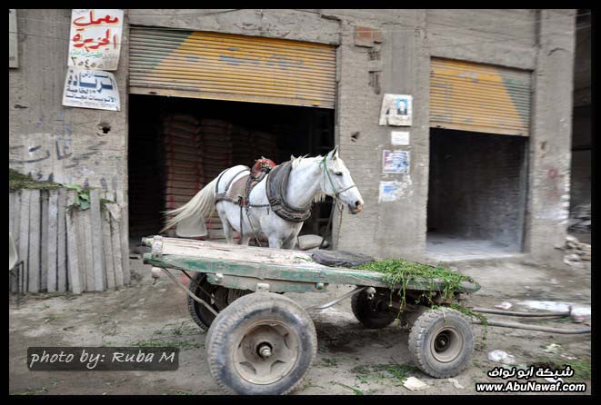 صور بعدسه سعودي زار مصر / الجزء الثاني  DSC_0058