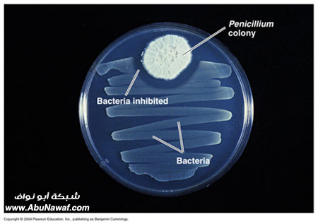 أول مضاد حيوي في العالم  Penicillin2