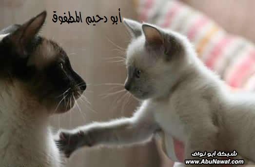 صور مضحكة HgtycAAAmfjBaeJE