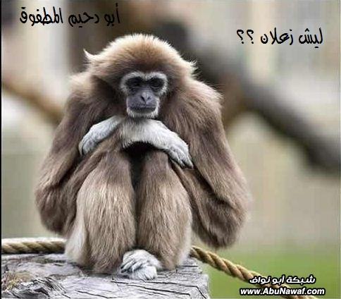 صور مضحكة FxakjhzGjfnIBuGg