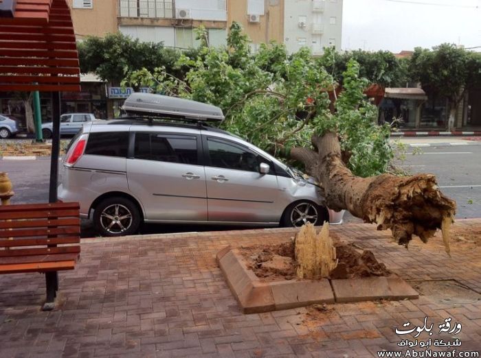 صور : ماتحتاج صحن للتقديم موضوع مميز  90