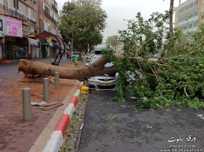 صور : ماتحتاج صحن للتقديم موضوع مميز  93