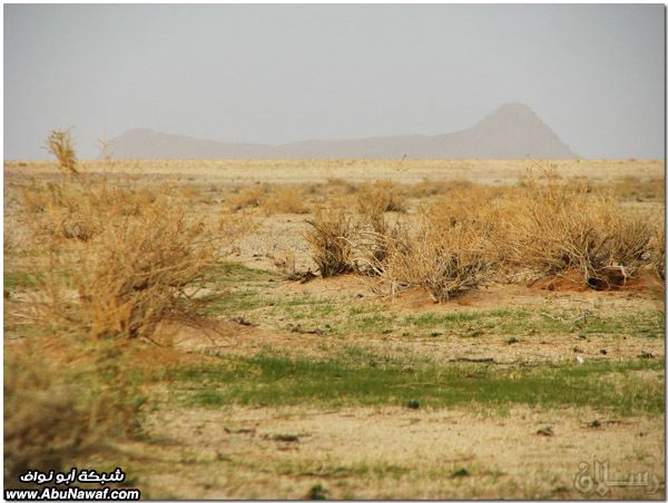 صور : الربيع الجميل في كشتة قطن والرحيل - صفر 1432هـ Mk10587_img_6574