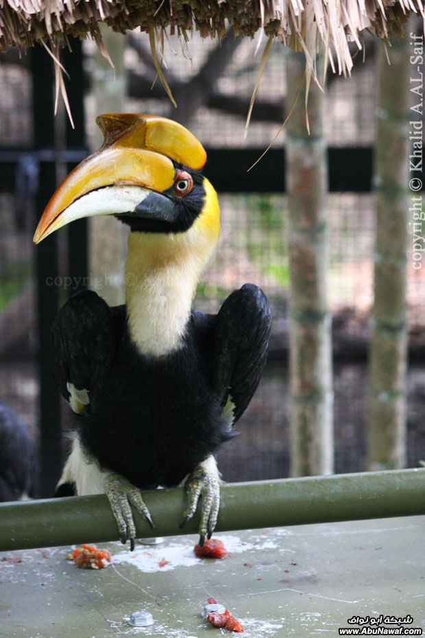 حديقة طيور رائعة في ماليزيا  GEymBIfkknrgwhED