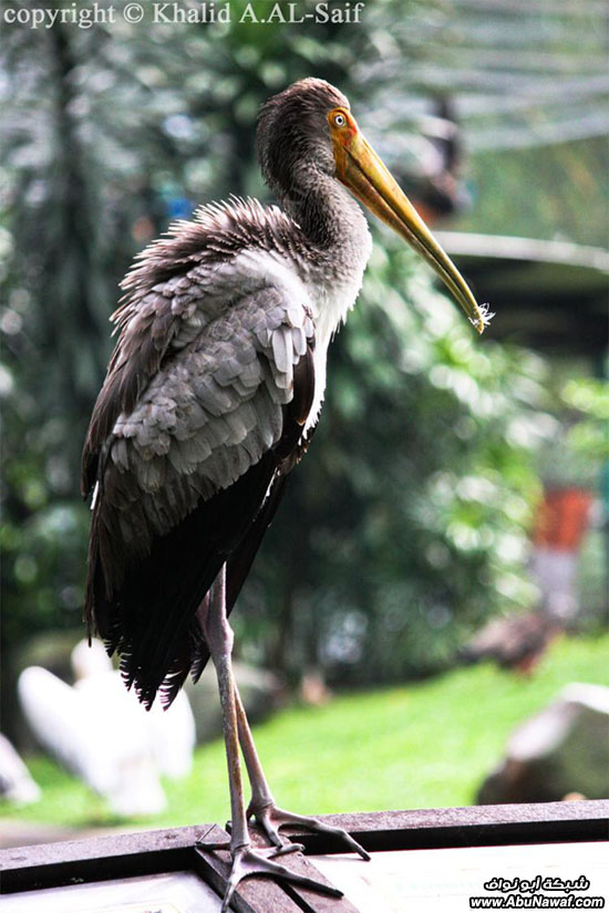 حديقه الطيور الواقع في ماليزيا  YcbqqJkbCpkBCIqp