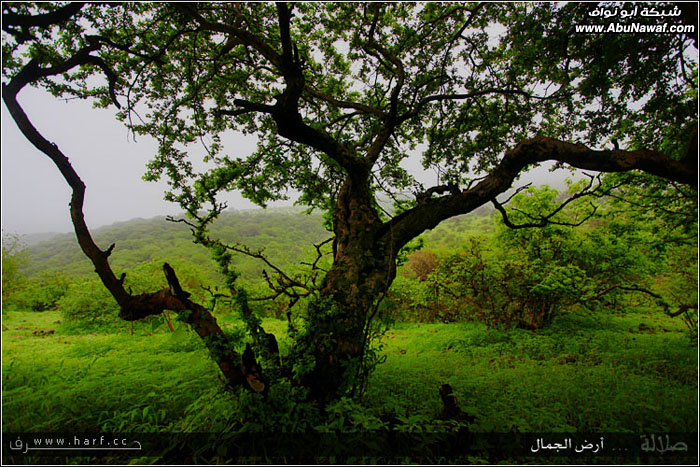 تقرير مصور : صلالة ... أرض الجمال  6