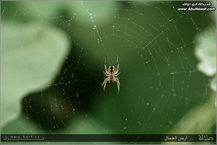 صلالة في عمان ومادراكـ،،ماصلاله 81