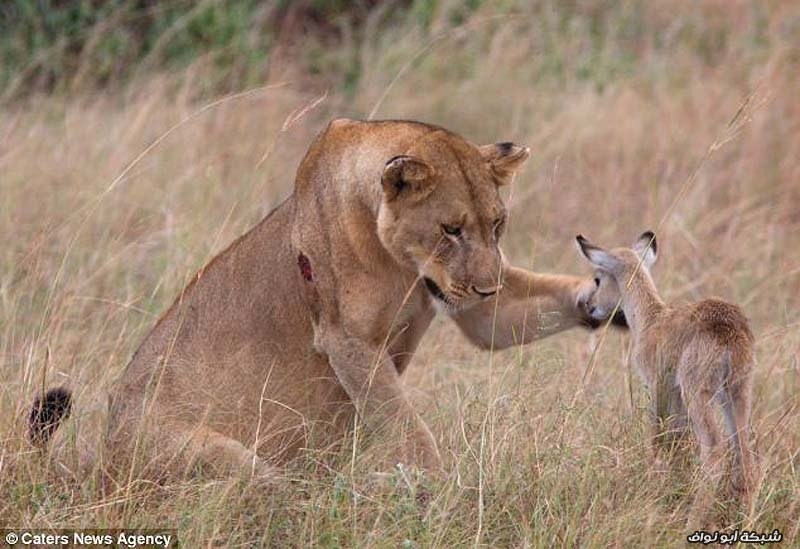 لبوه تعتني بغزال بعد ان قتلت امه .. سبحااان الله Adopting-baby-impala-8