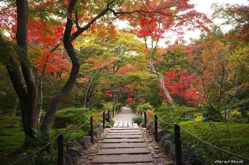 الخريف في اليابان Image_31