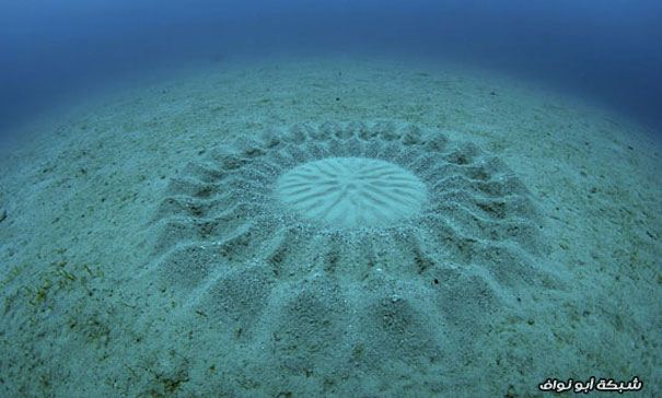 إكتشاف تصميمات رملية غامضة في أعماق المحيط. Mystery-underwater-crop-circle-japan-3