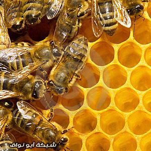  الدول الـ 10 الأولى في إنتاج العسل Online-Honey-Hole-for-Money