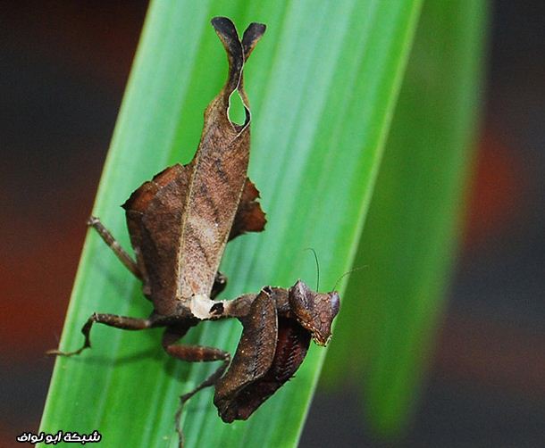 أكثر الحيوانات قدرة على التمويه والإختفاء Deadleafmantis