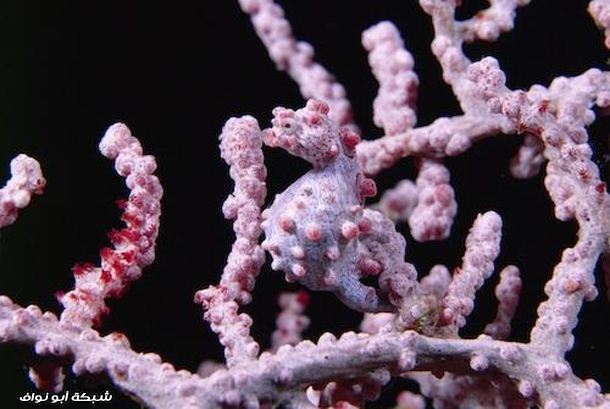 أكثر الحيوانات قدرة على التمويه والإختفاء Seahorse