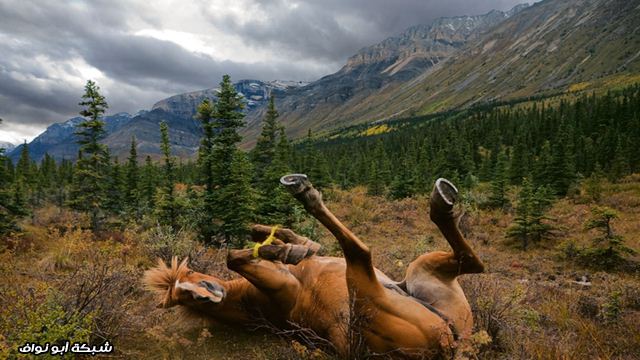 أروع 25 صورة التقطتها كاميرا ناشيونال جيوغرافيك.. Horse