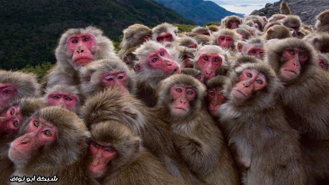 أروع 25 صورة التقطتها كاميرا ناشيونال جيوغرافيك.. Monkeys