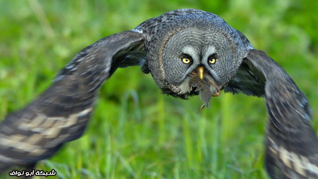 اروع صور التقطت Owl