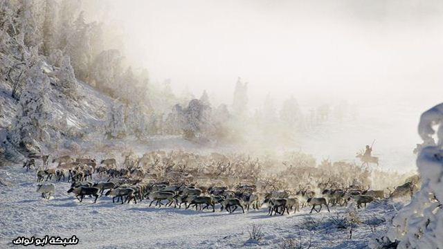 أروع 25 صورة التقطتها كاميرا ناشيونال جيوغرافيك.. Reindeer