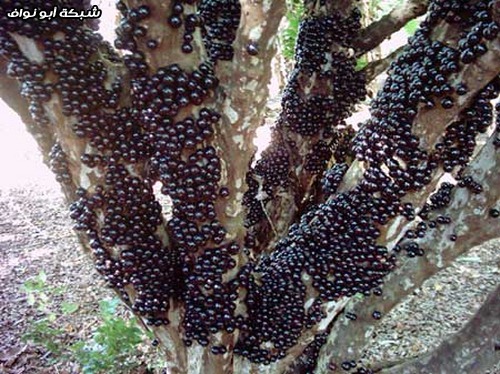 اغرب شجرة عنب ... سبحان الله 03