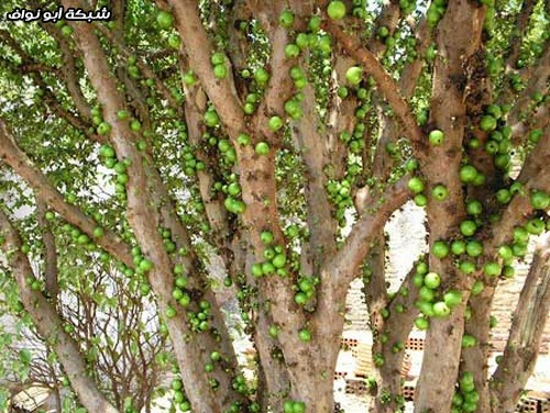 اغرب شجرة عنب ... سبحان الله 04