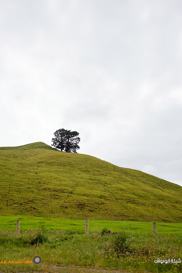 تقرير سياحي: لنيوزلندا..  4Rotorua-23