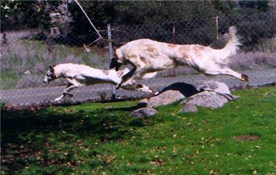 Ruski hrt,  Borzoi, Russian wolfhound, RUSSKAYA PSOVAYA BORZAYA - Page 2 23d9afea7f58