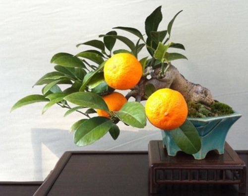 Bonsai - Page 2 Bonsai-plant-Dwarf-Standing-Calamondin-Citrus-Orange-Tree-seeds-Indoor-Plant-in-Pot-garden-decoration-plant