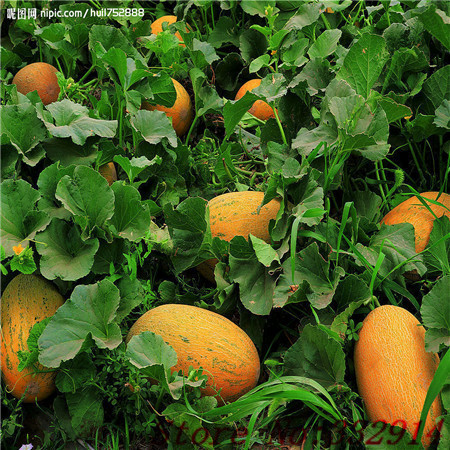 ثمر على الشجر Hot-Sale-50-Seasons-cantaloupe-font-b-melon-b-font-font-b-seed-b-font-sowing