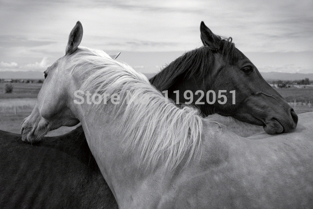  Imágenes y fotos en blanco y negro.  - Página 33 Blanco-y-negro-cuadros-sin-marco-pintura-animal-naturalezas-caballos-en-el-amor-impresiones-de-la.jpg_640x640