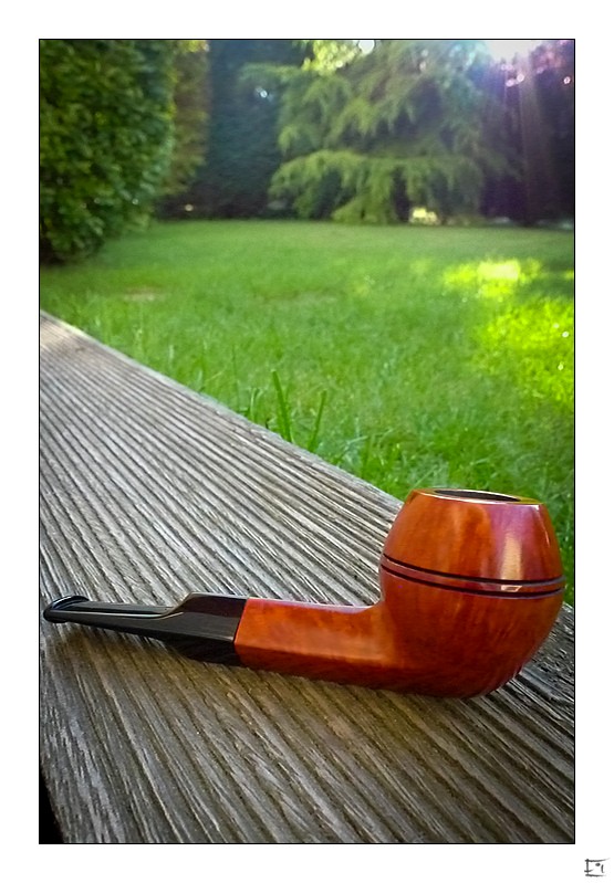 Petite Stanwell Bulldog. 9E21B3F3F7C143BEB28595EE79DDC4C8