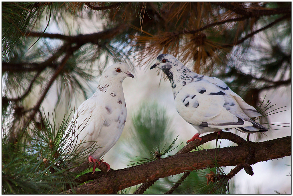 Les pigeons 2012121215462057