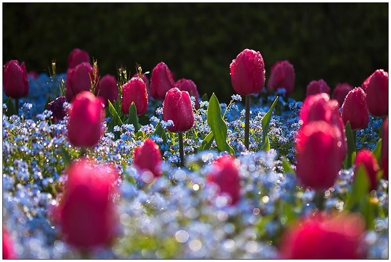 Tulipes 2011042218432496