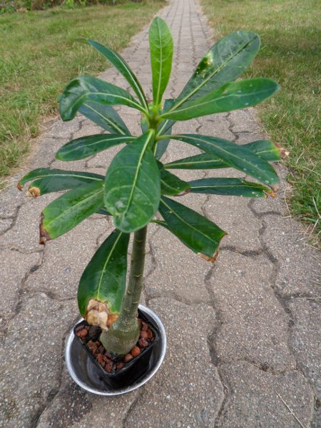 Votre avis sur mon Adenium, svp ? Adenium_26_8_12_petit