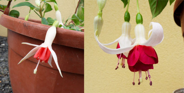 Fuchsias Fuchsias_retombants_22_06_14_petit