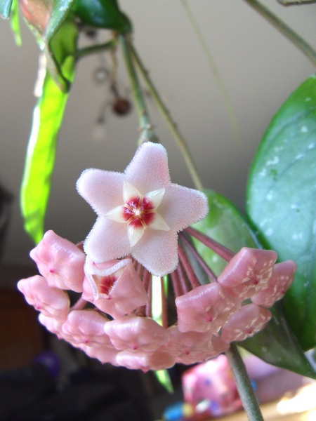 Hoya carnosa H__carnosa_13_03_14_petit