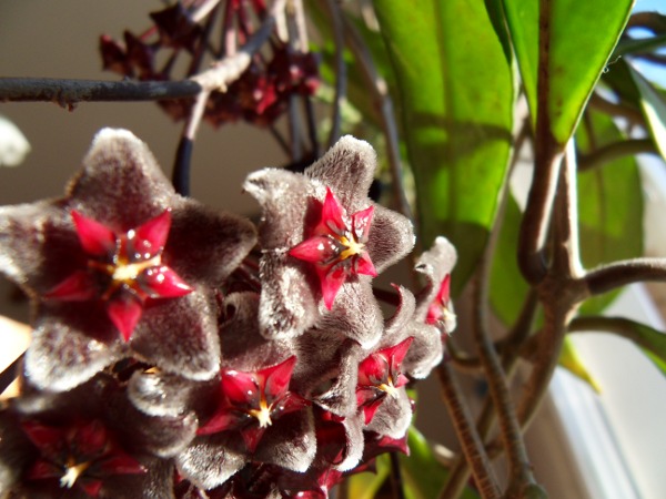 Hoya pubicalyx 'Red Button' - Page 2 H__pubicalyx_20_03_13_fleurs_petit