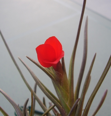 Tillandsia albertiana T__albertiana_04_10_13_petit