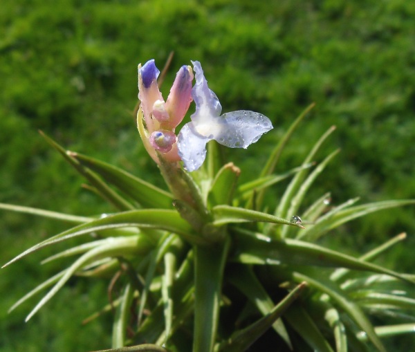 Tillandsia bergerii T__bergerii_20_02_13_petit