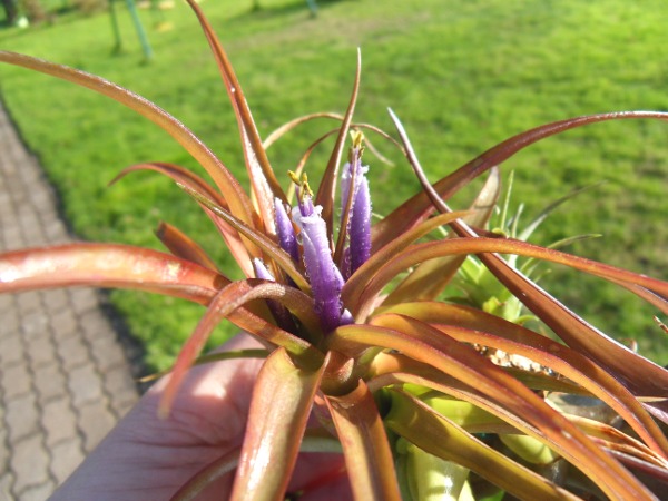 Tillandsia brachycaulos T__brachycaulos_07_11_12_petit