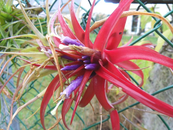 Tillandsia brachycaulos T__brachycaulos_10_10_12_petit