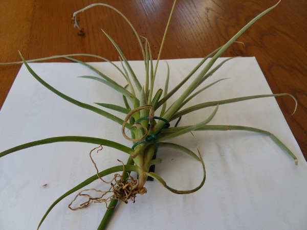 Tillandsia caliginosa T__caliginosa_12_05_14_28229_petit